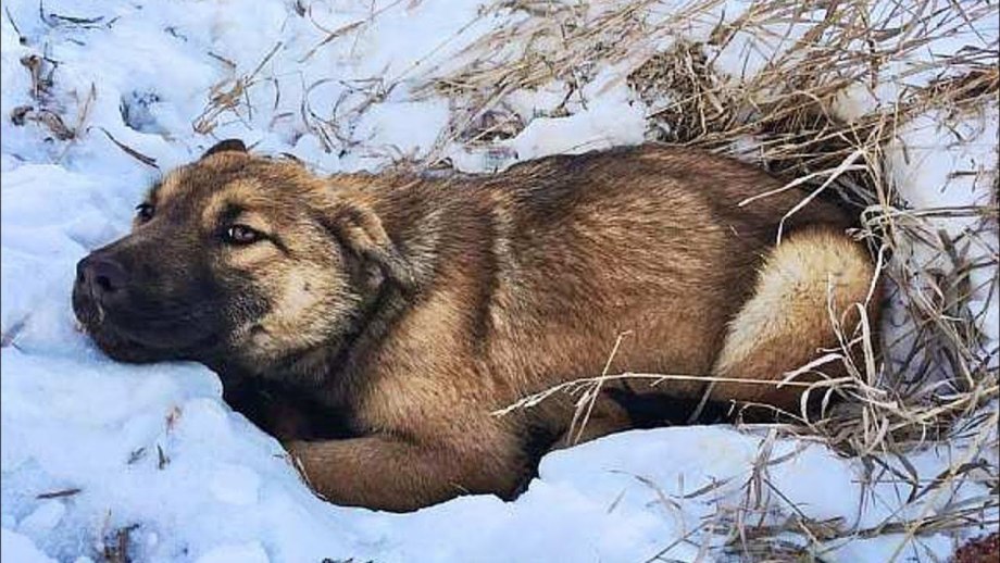 Сбили собаку в Новониколаевке