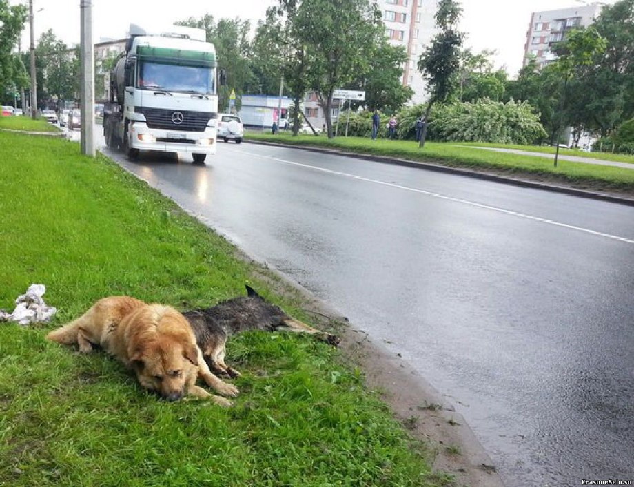 Девушка которую погрызли собаки