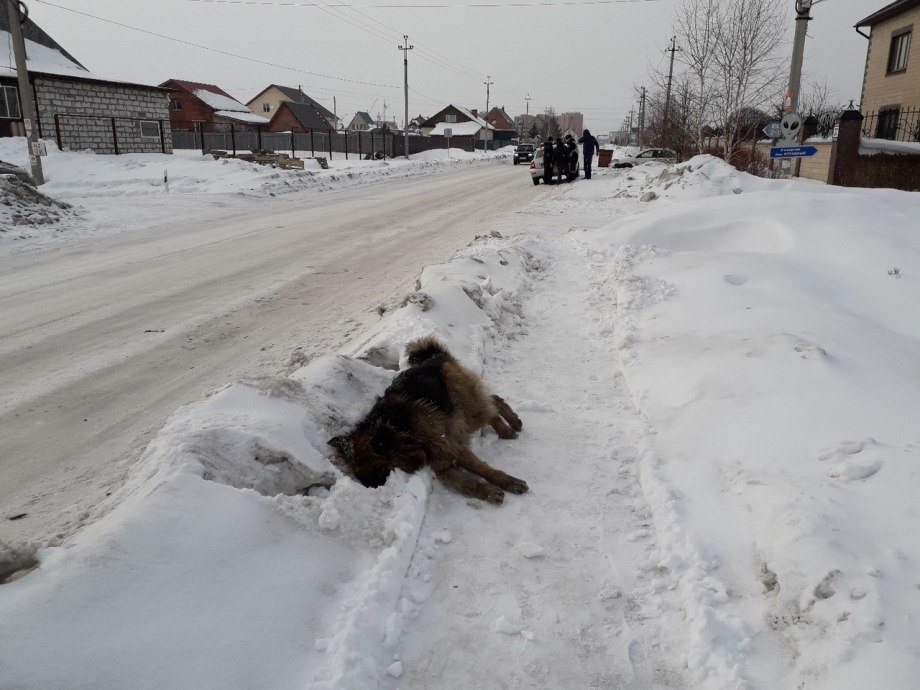 Собака бежит по дороге