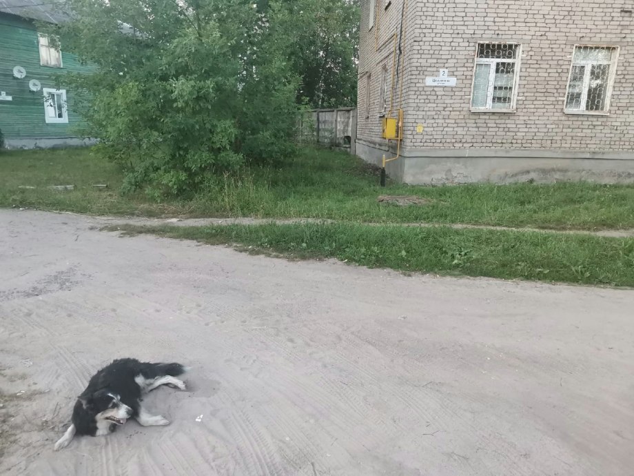 Сбила собаку электричкой