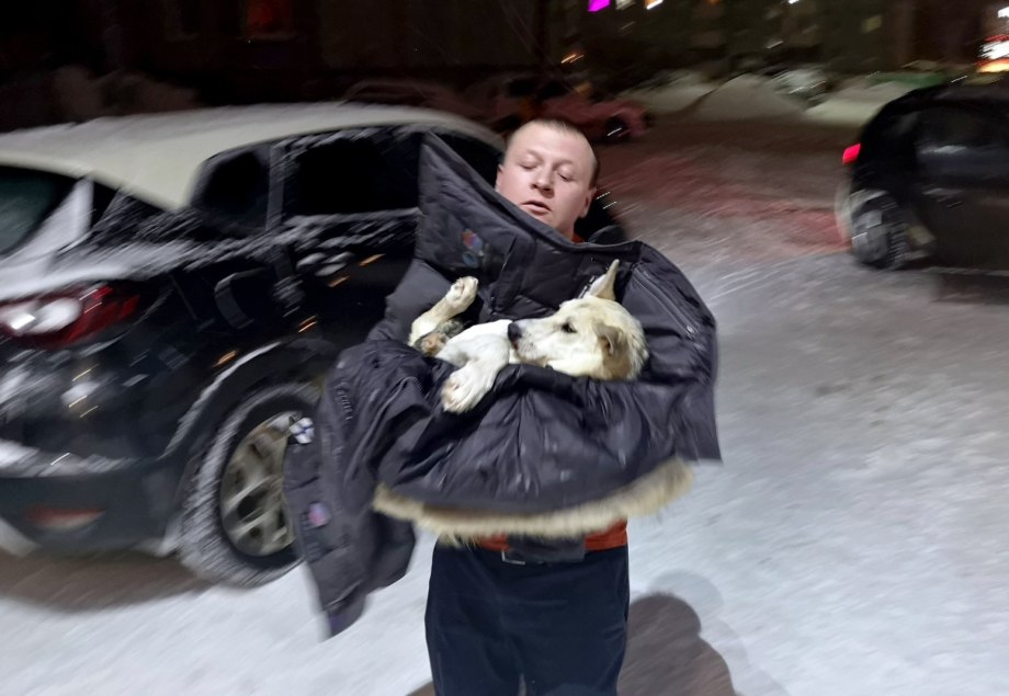 Переехал собаку машиной
