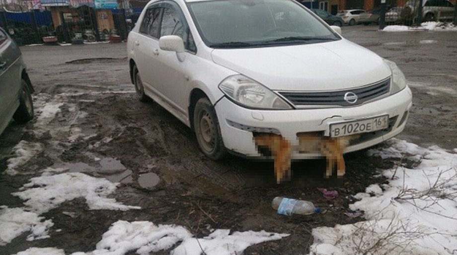 Сбили собаку в Екатеринбурге