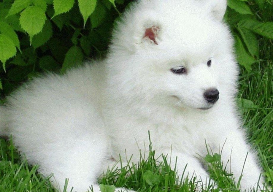 Лайка самоед