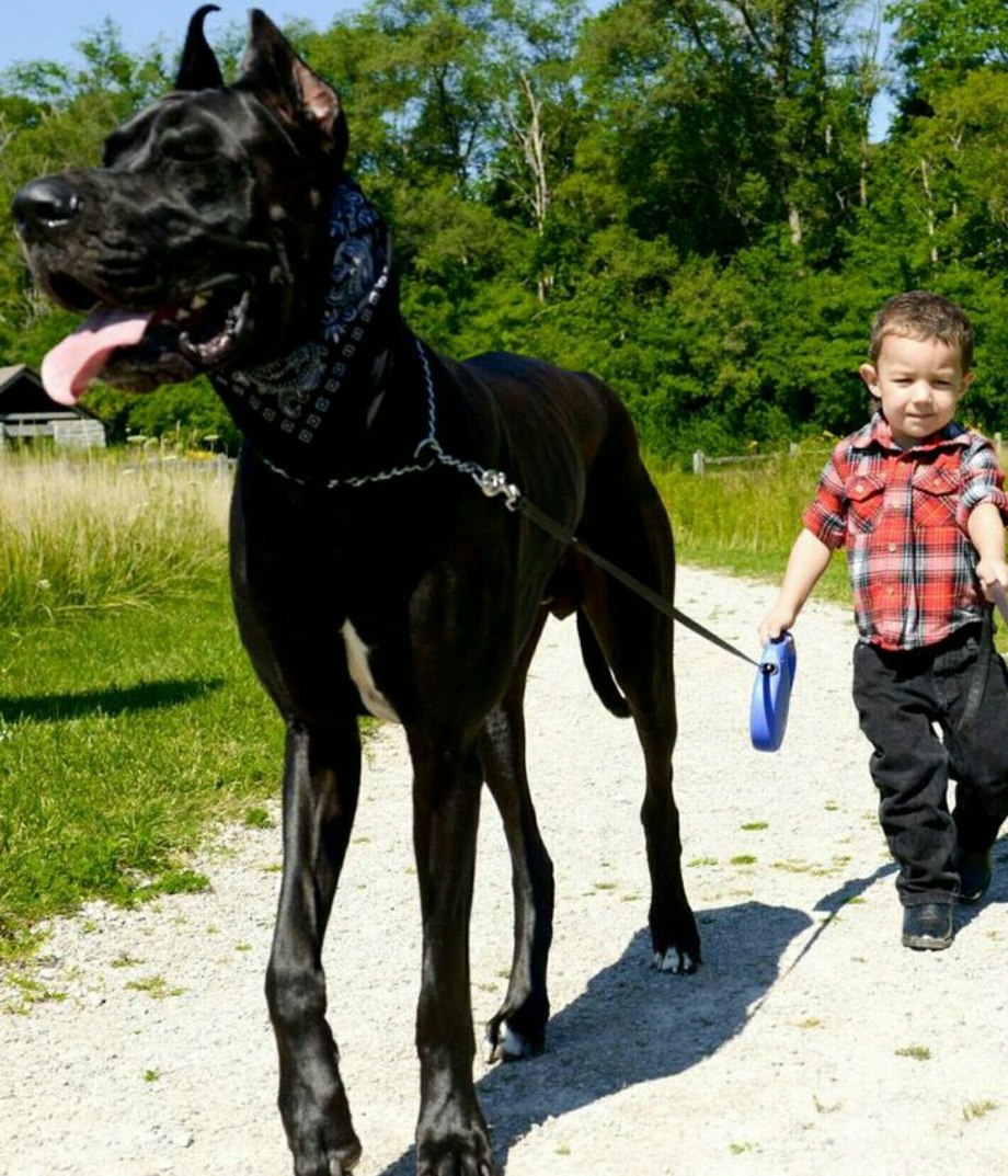 Немецкий дог Зевс