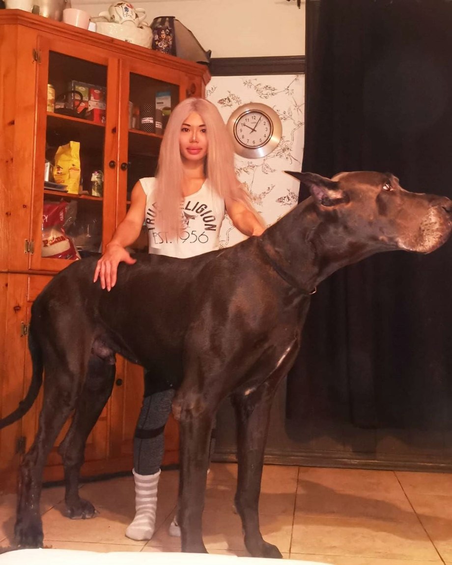 Тибетский мастиф
