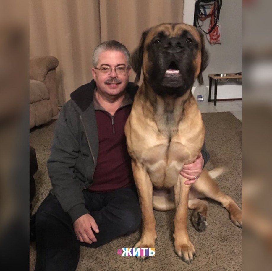 Английский мастиф Зевс