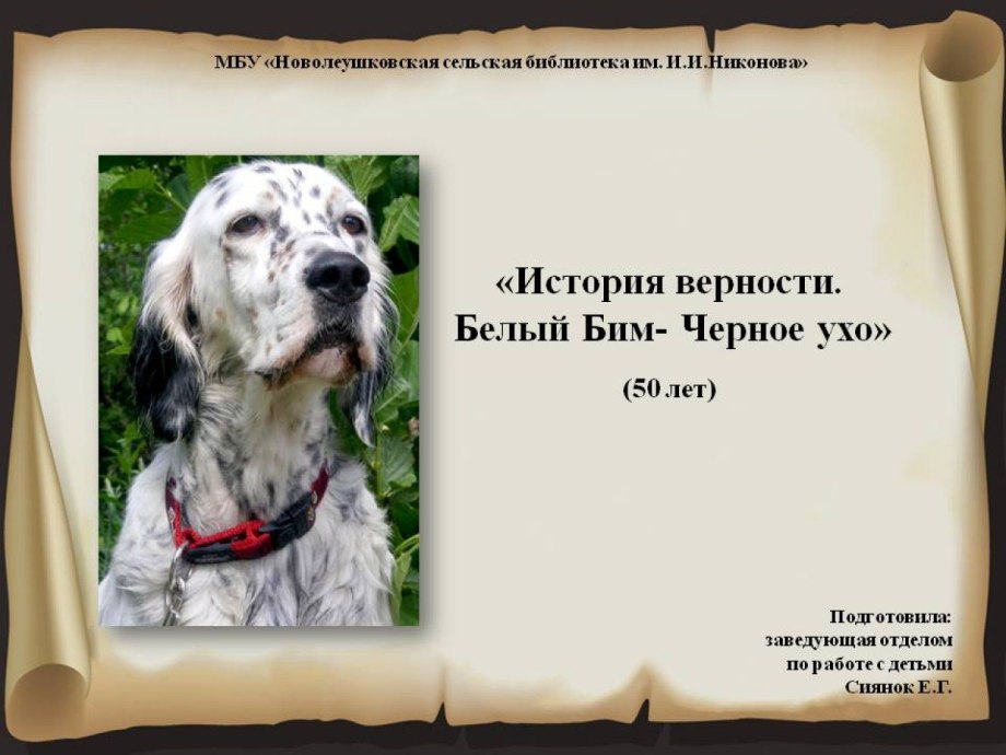 Сеттер белый с рыжими пятнами