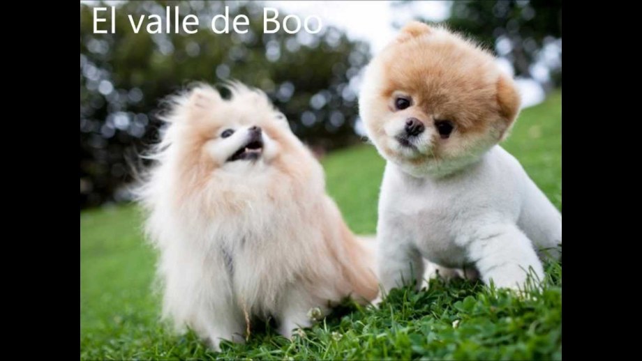 Померанский шпиц Boo