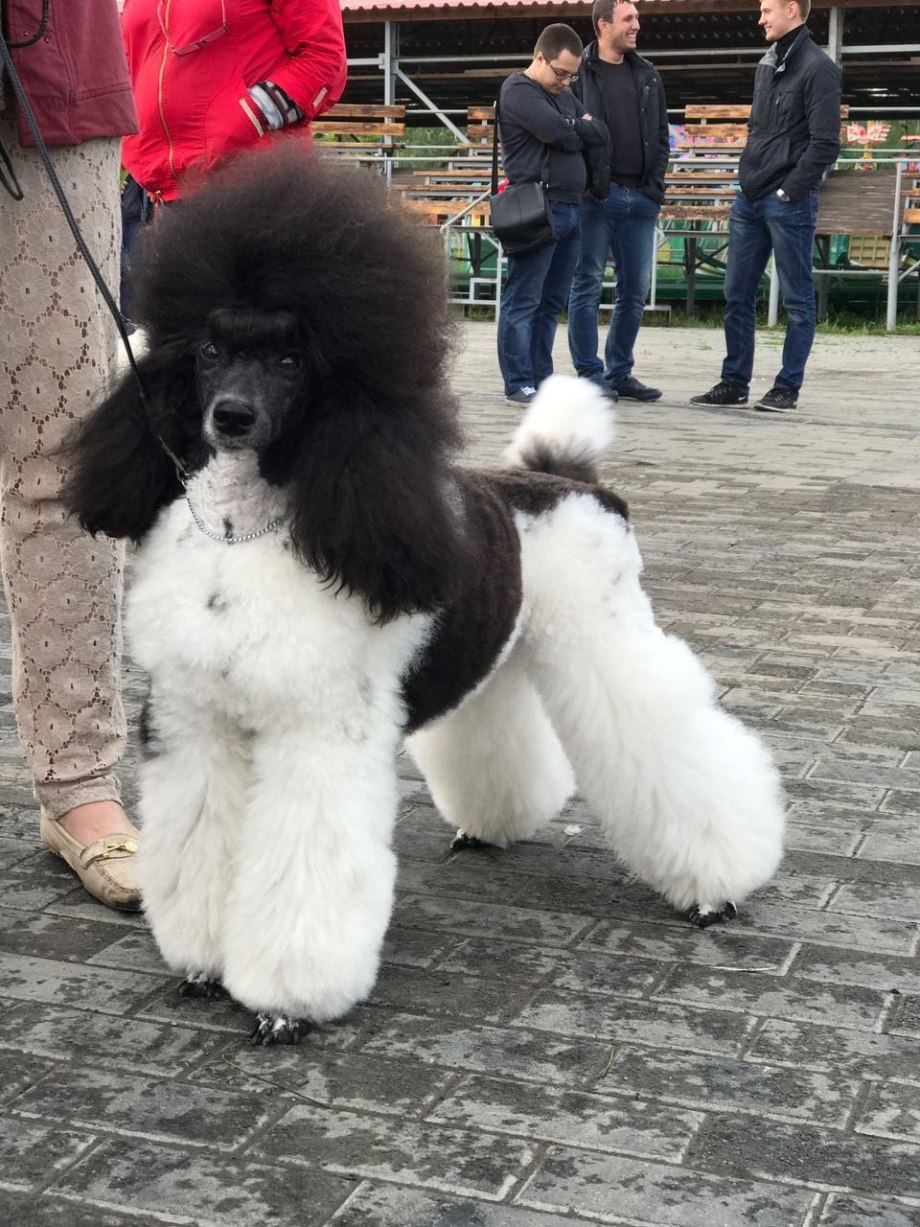 Пудель большой Королевский
