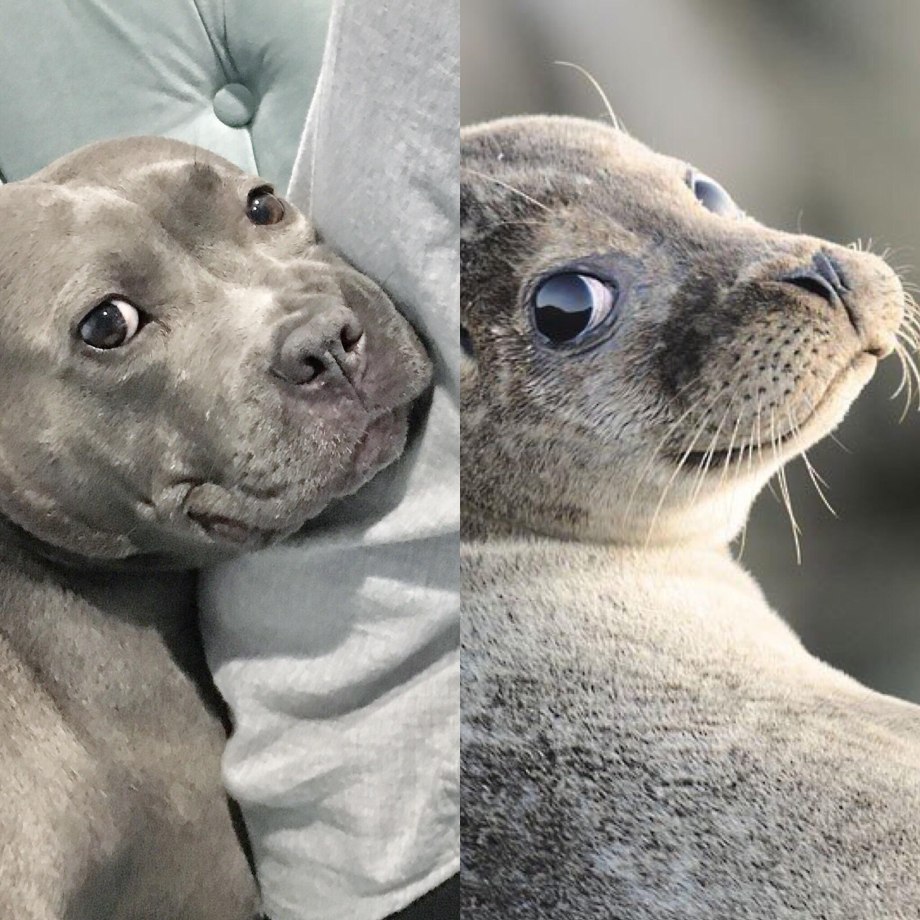 SAGOSKATT 2021