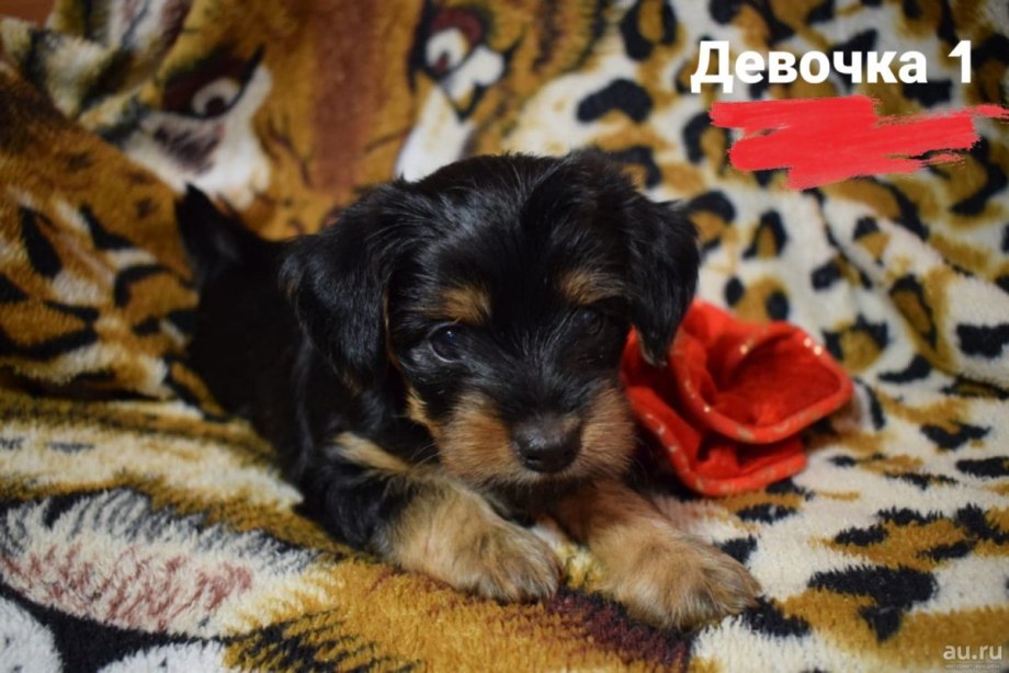 Помесь Йорка и чихуахуа