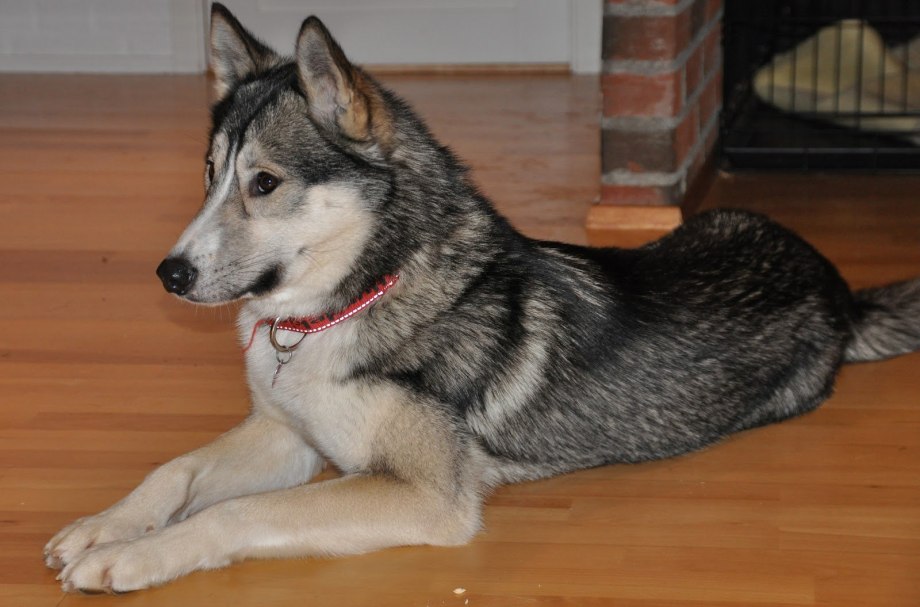 Siberian Husky Wolf