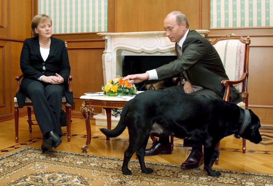 Лабрадор президента Конни