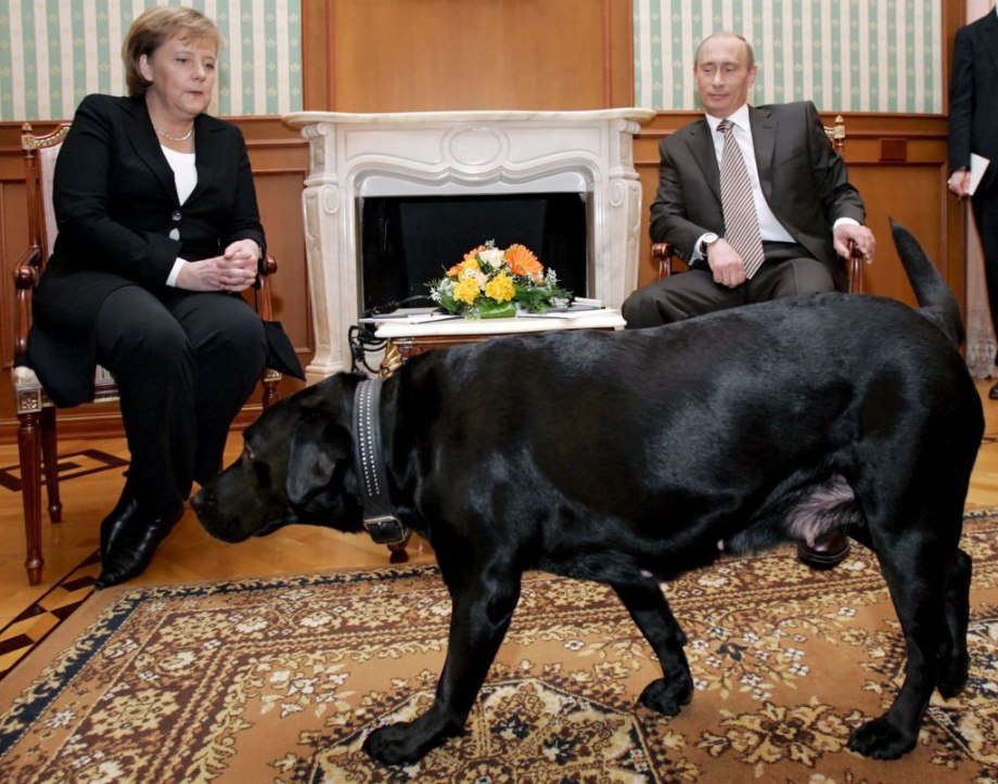 Лабрадор президента Путина