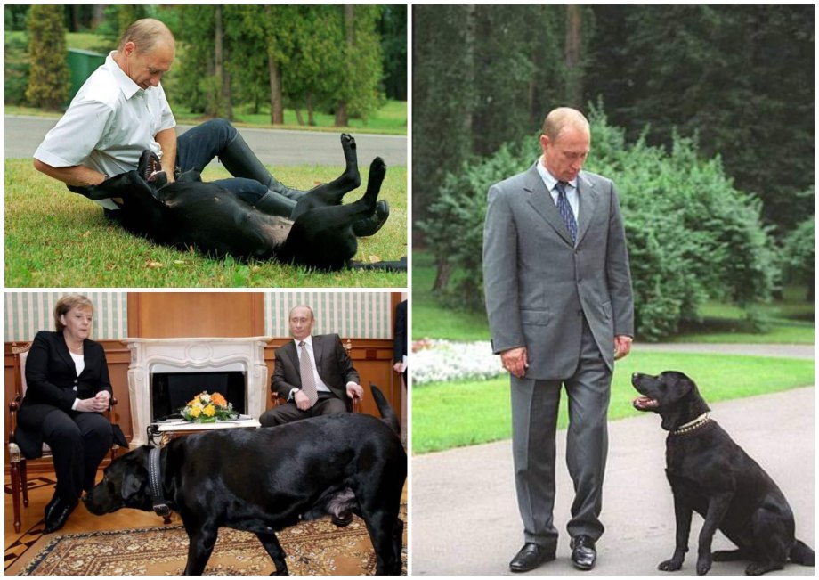 Конь и ретривер