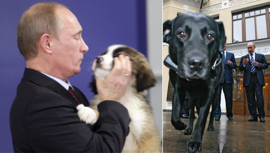 Лабрадор президента Конни