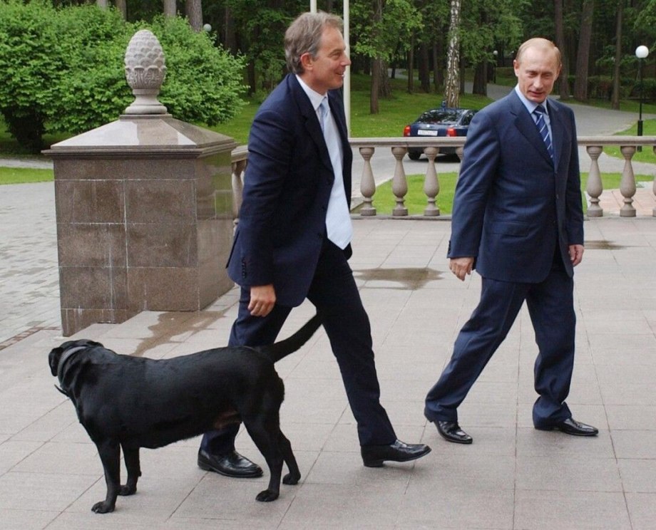 Лабрадор Конни