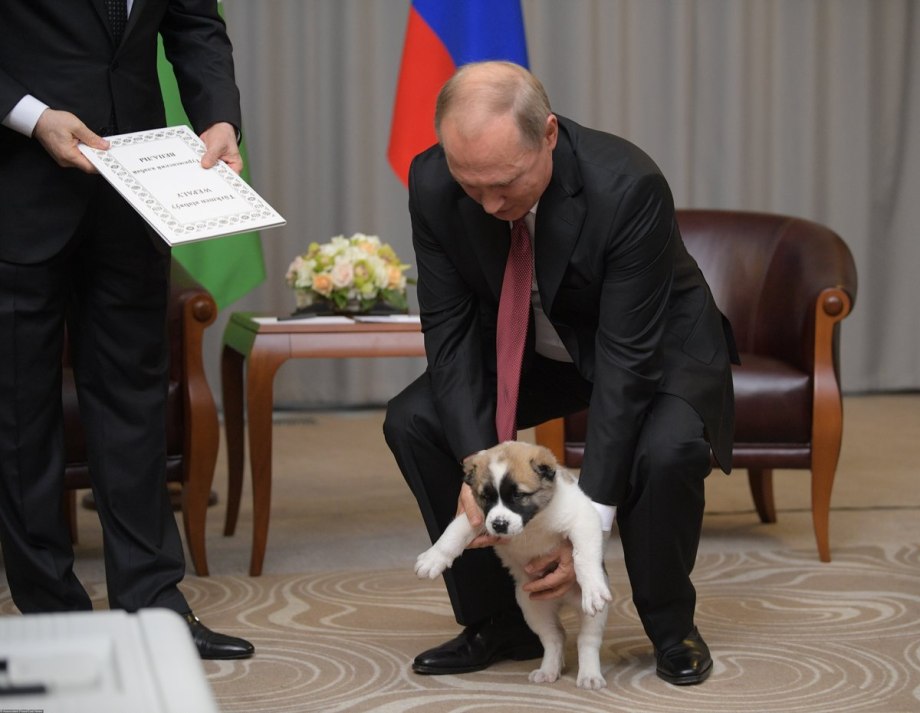 Собака лабрадор референс