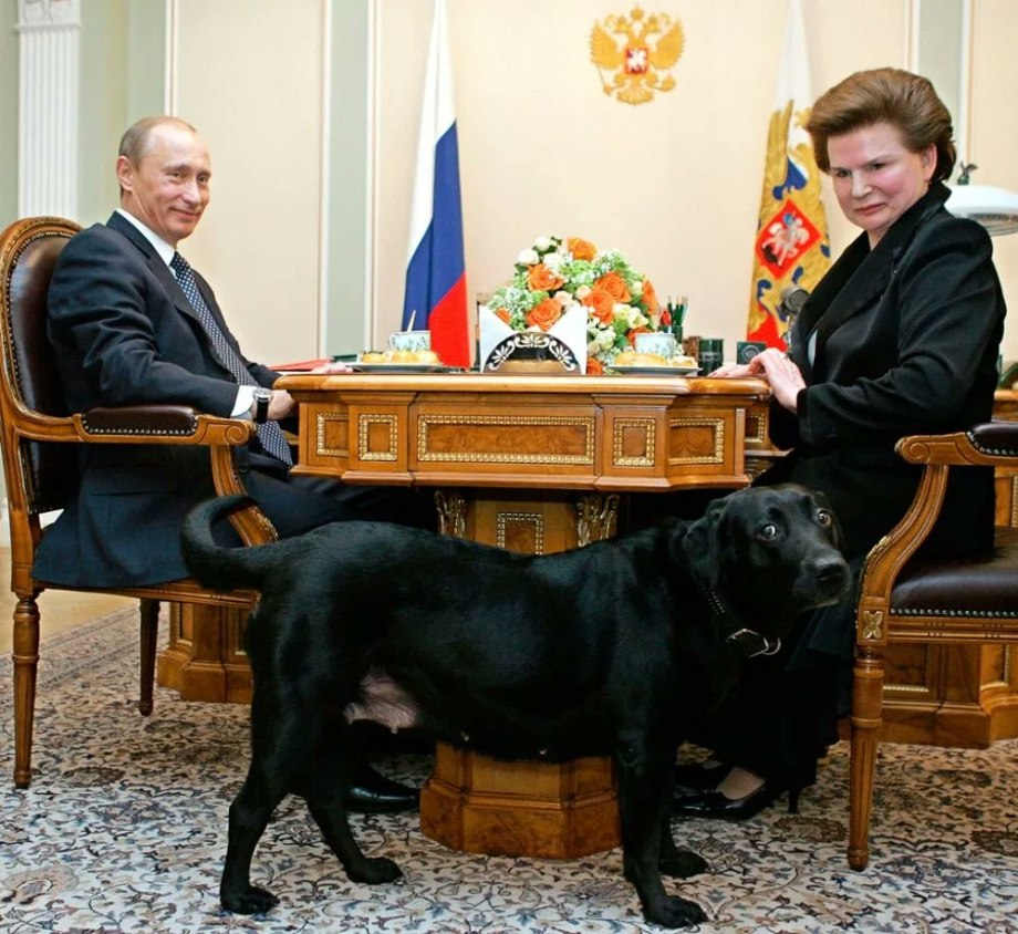 Лабрадор Конни Полгрейв