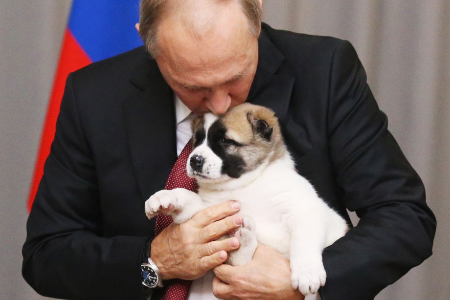 Лабрадор ретривер 30