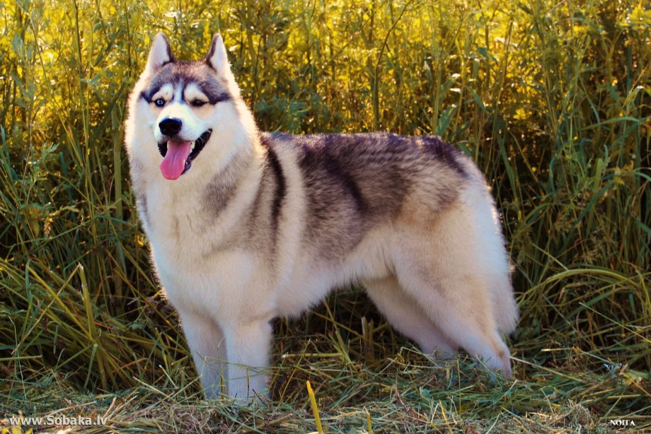 Сибирский хаски