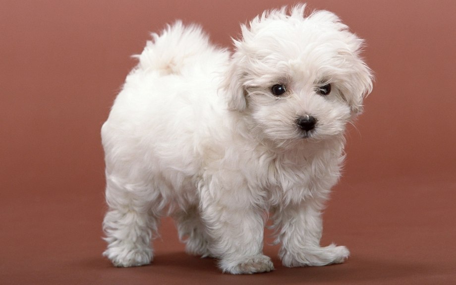 Шпиц cute Pomeranian