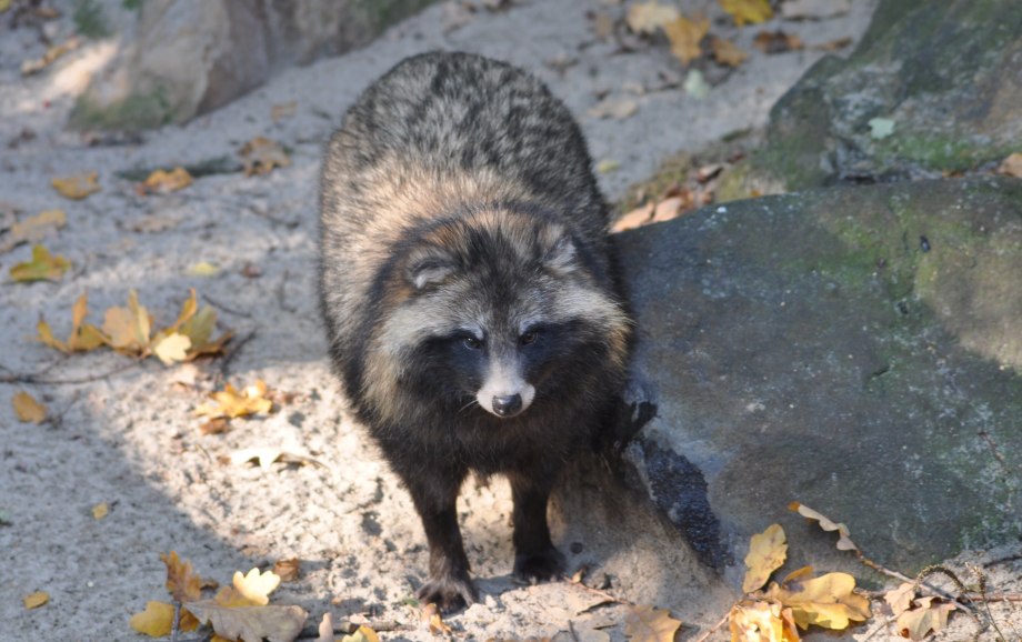 Енотовидная собака (nyctereutes Procyonoides)