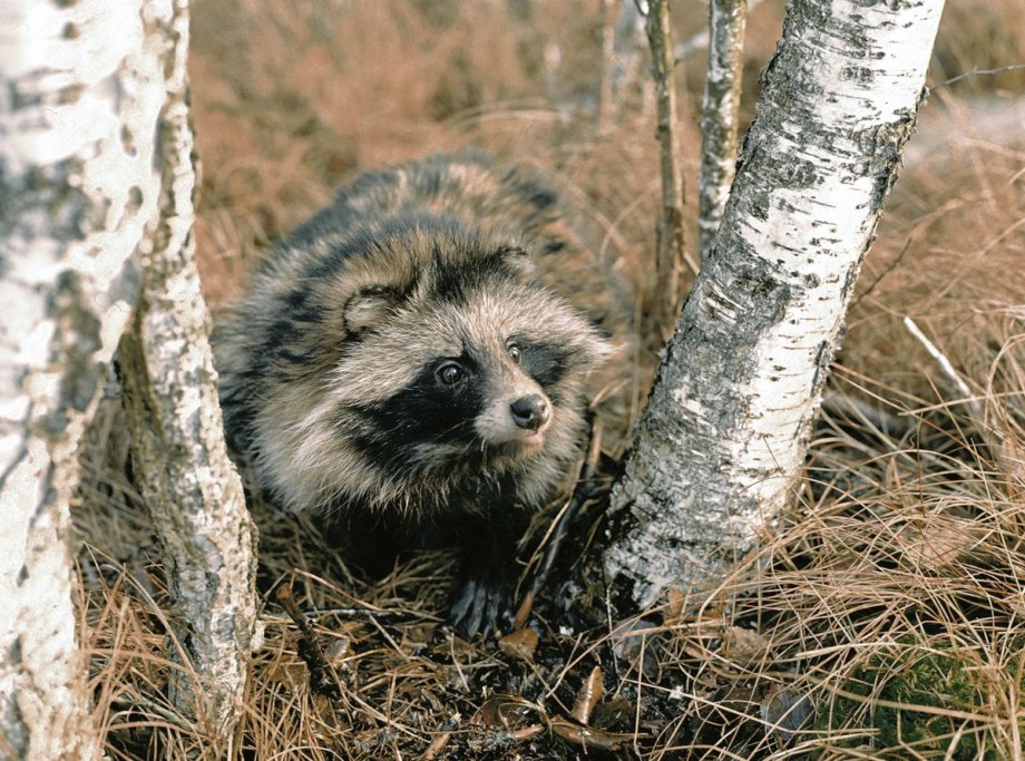 Енотовидная собака (nyctereutes Procyonoides)