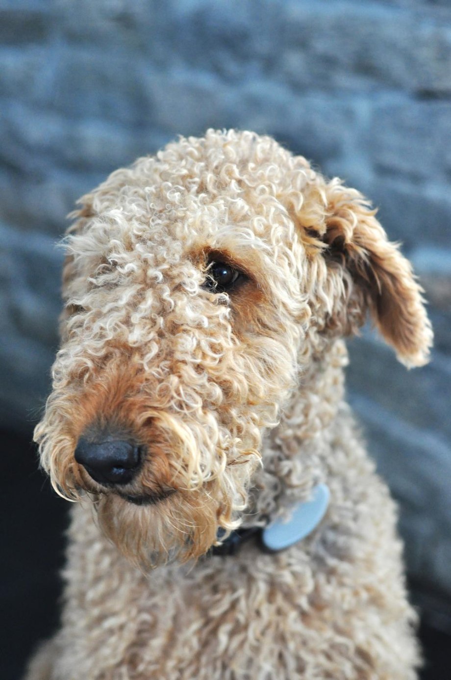 Эрдельтерьер / Airedale Terrier 183 сука промежуточный AWT 29215