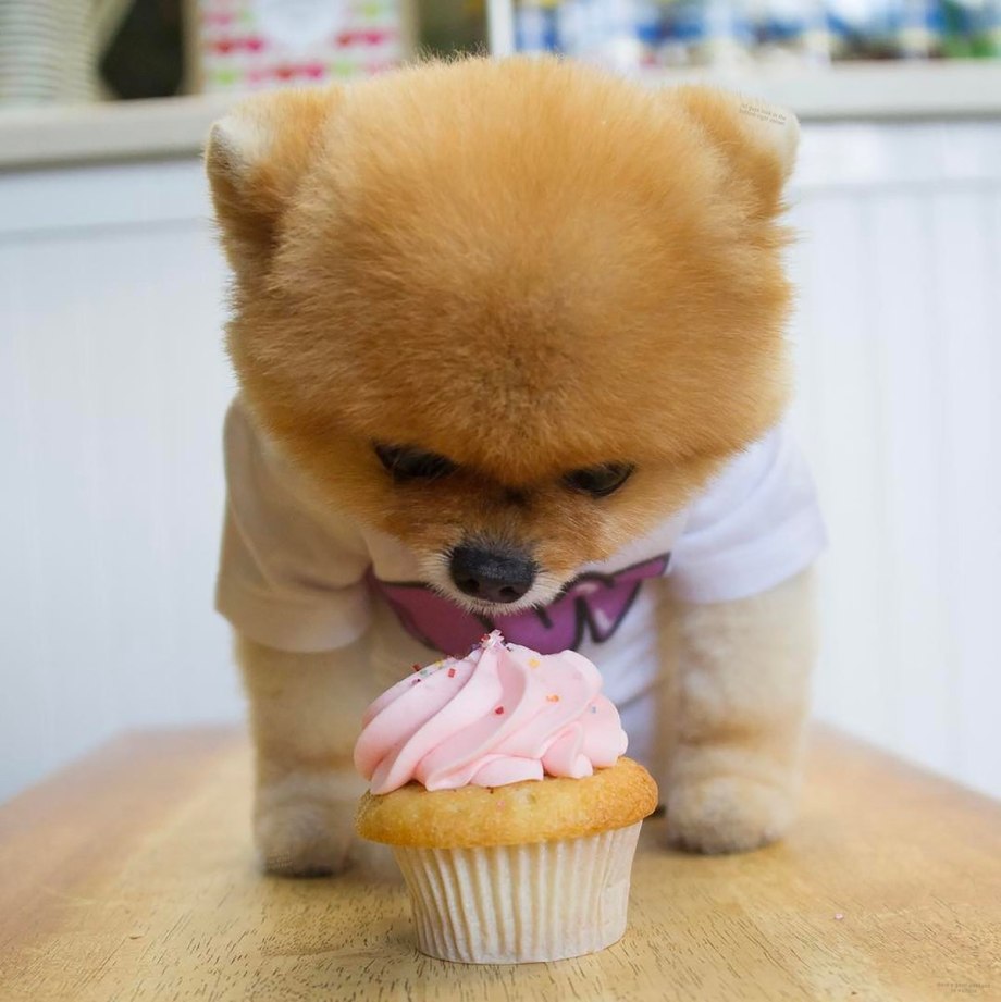 Померанский шпиц jiffpom