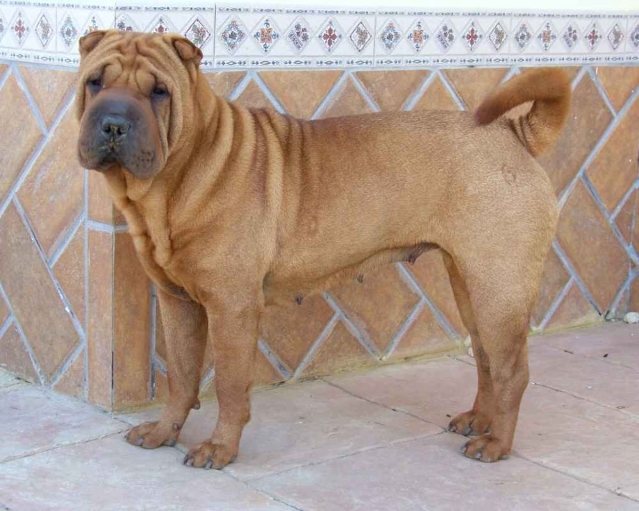 Amerikanski sharpei шарпей американский