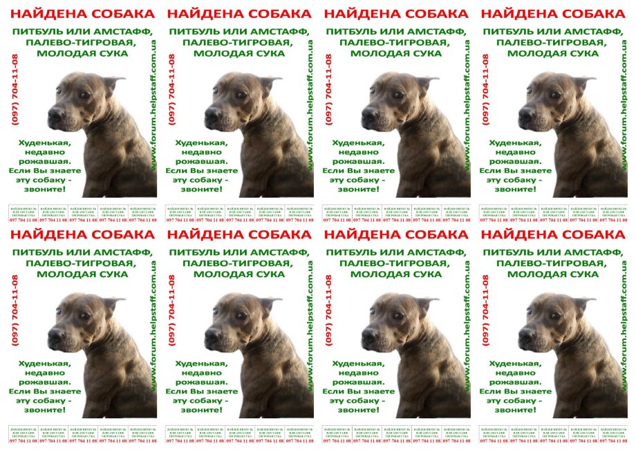 Прививки для щенков питбуля