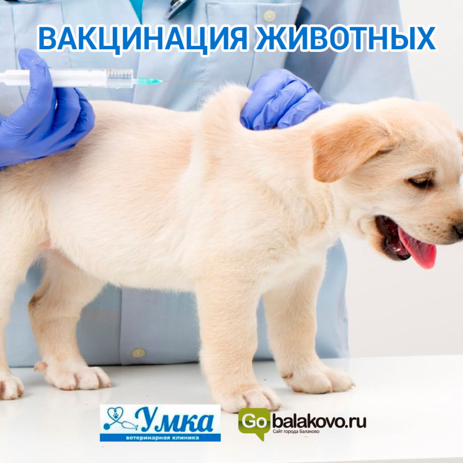 Внутримышечная инъекция собаке