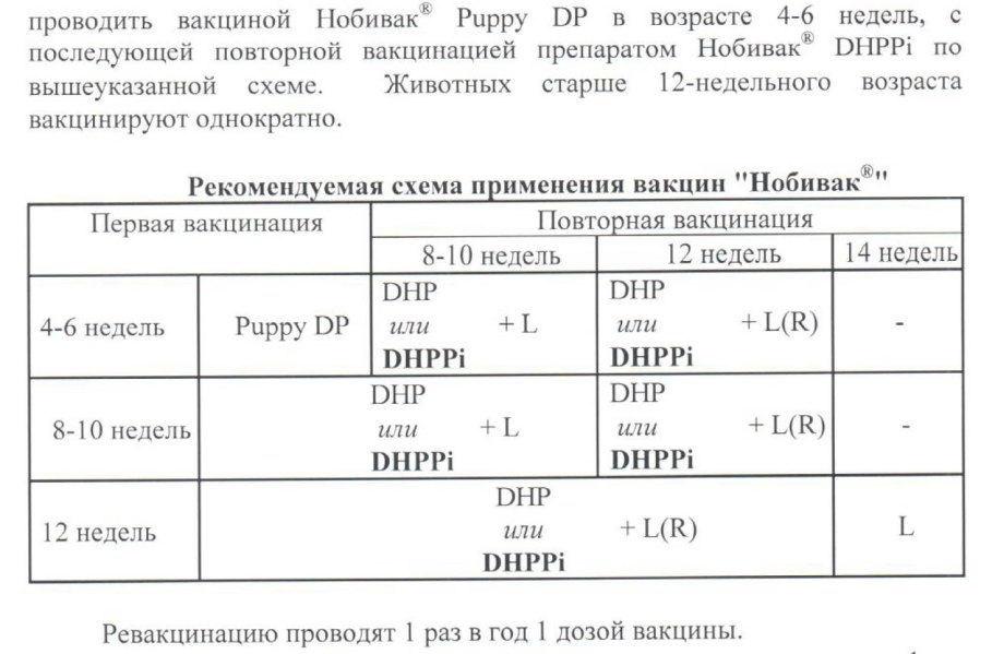 Плановая вакцинация от бешенства
