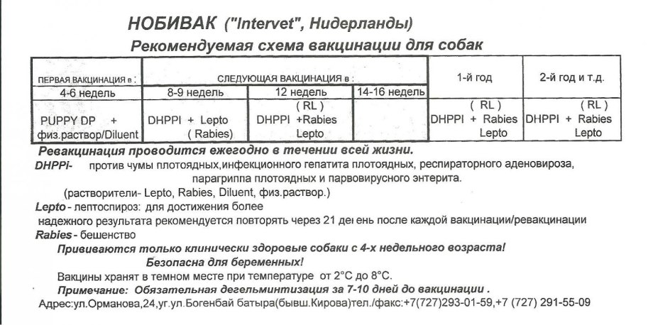 Собаки хаски щенки забавные