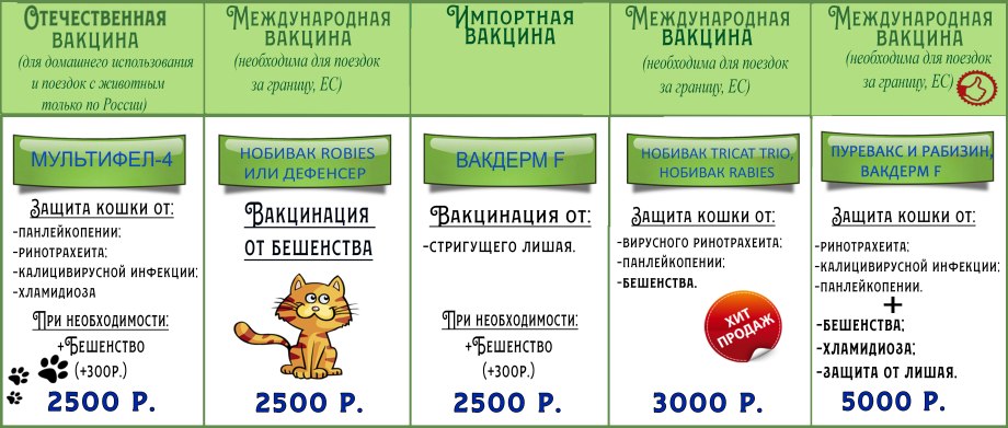 Кастрированный пес с игрушкой