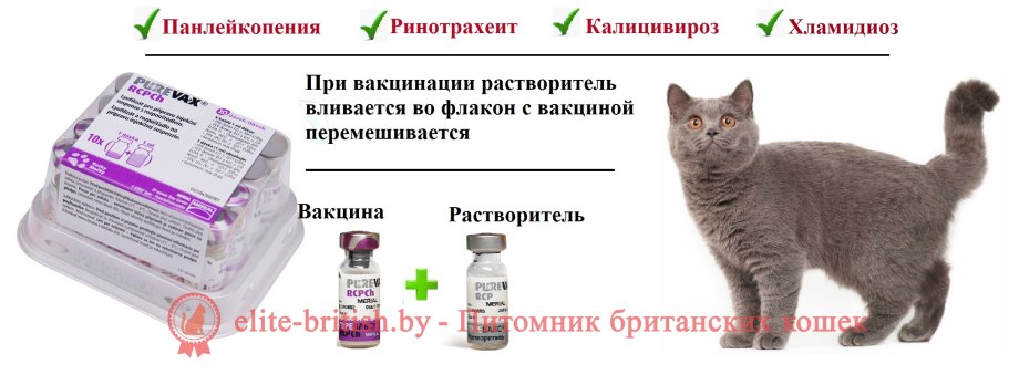 Укол от бешенства для щенят