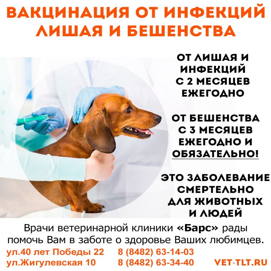 Прививки для шпица