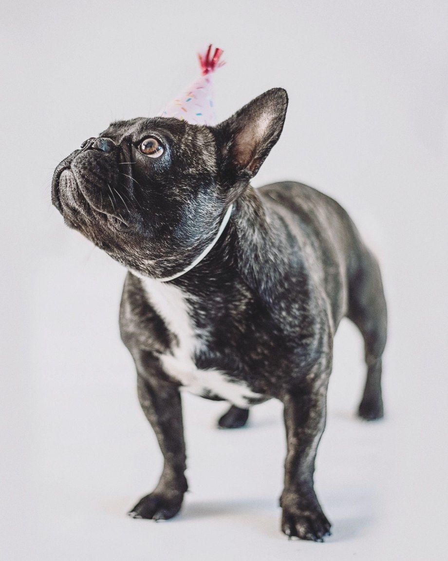 Самоочищающаяся щётка для животных Pet Grooming