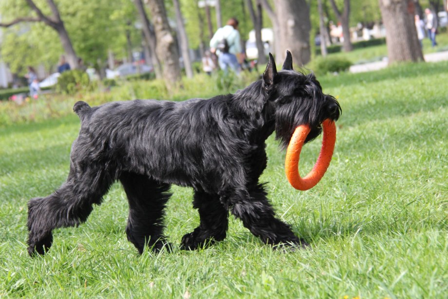 Королевский Ризеншнауцер