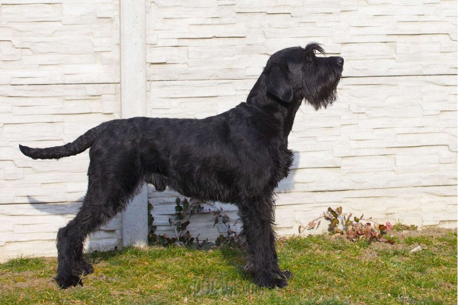 Ризеншнауцер / giant Schnauzer (181) к