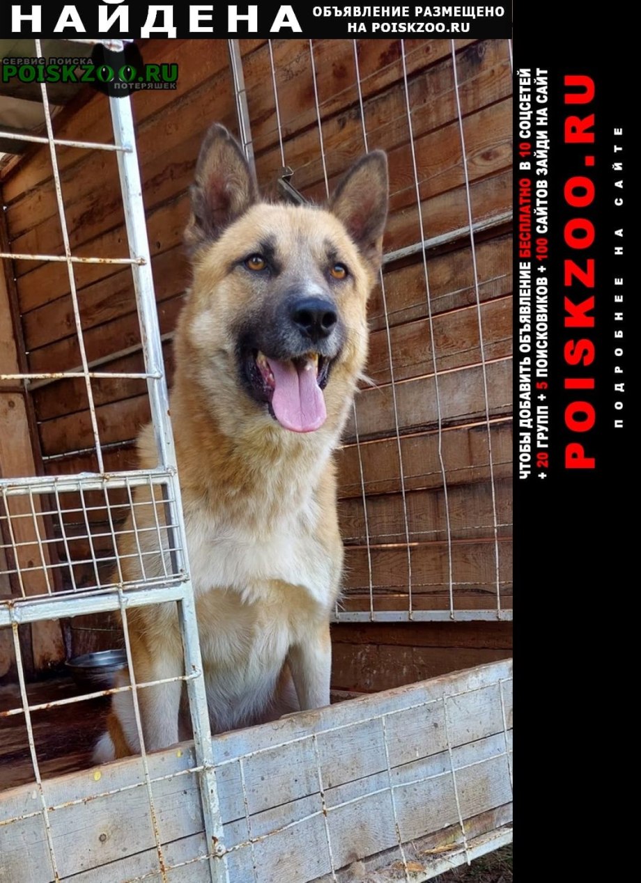 Ротвейлер и бордер колли