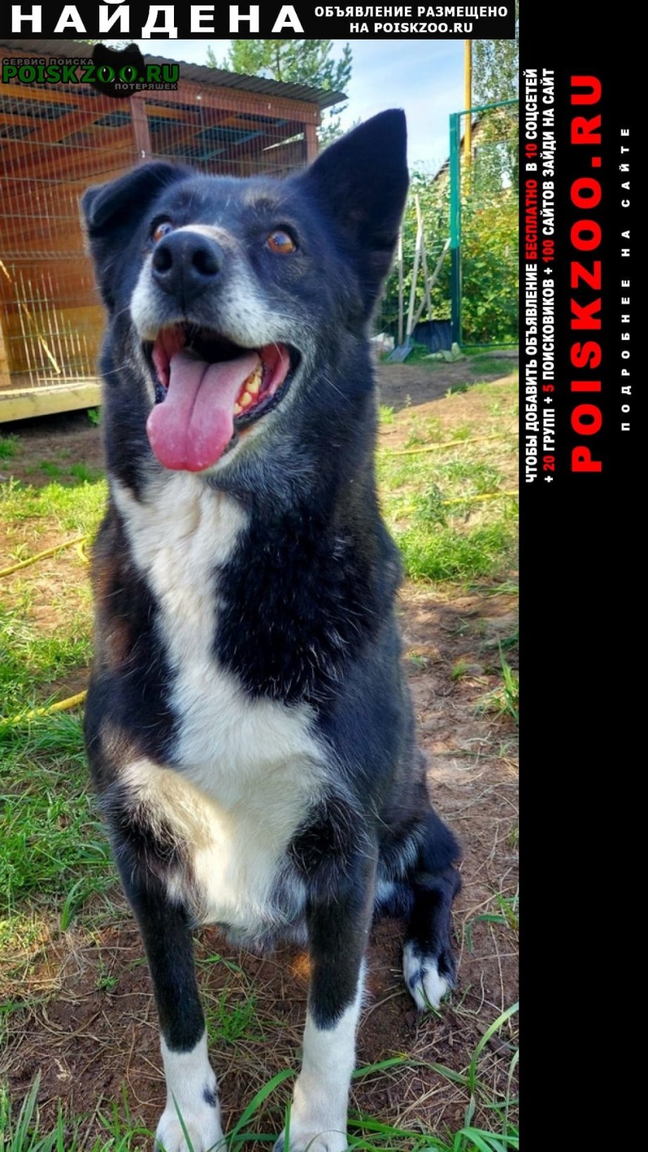 Собаки дерутся между собой