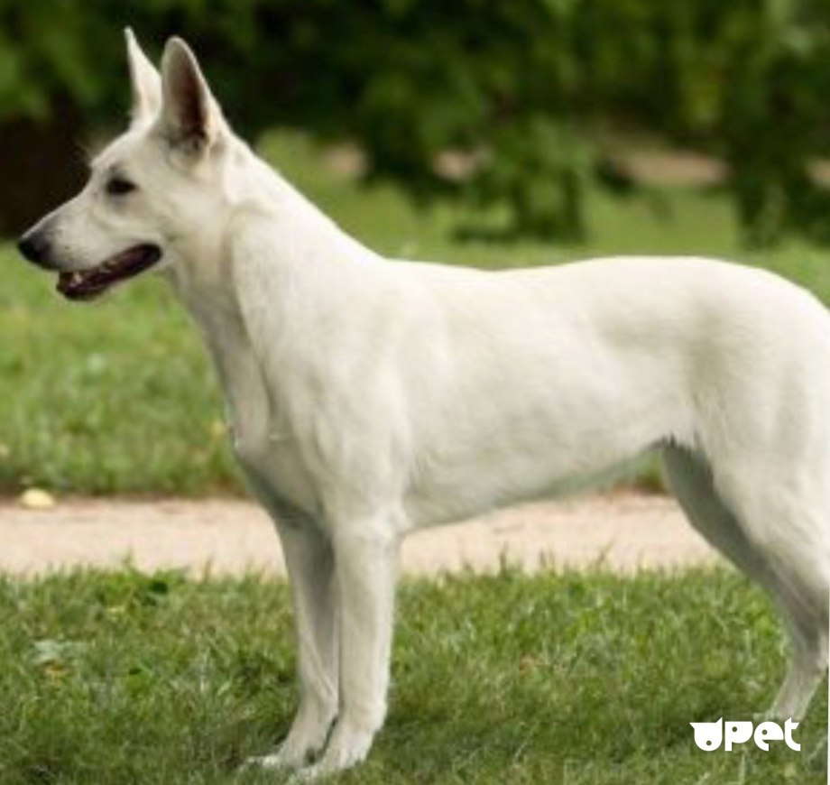 Белая Горная швейцарская собака
