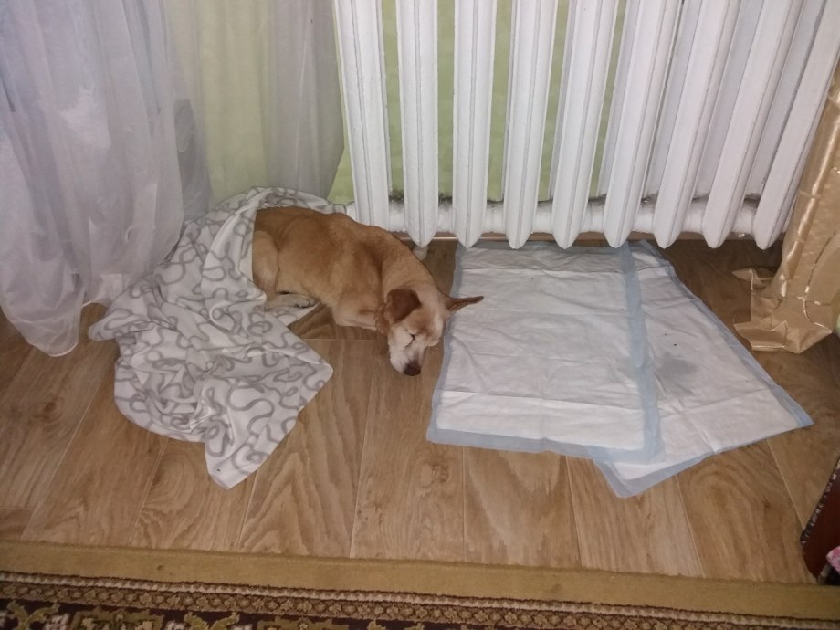 Отель для собак в Нью Йорке