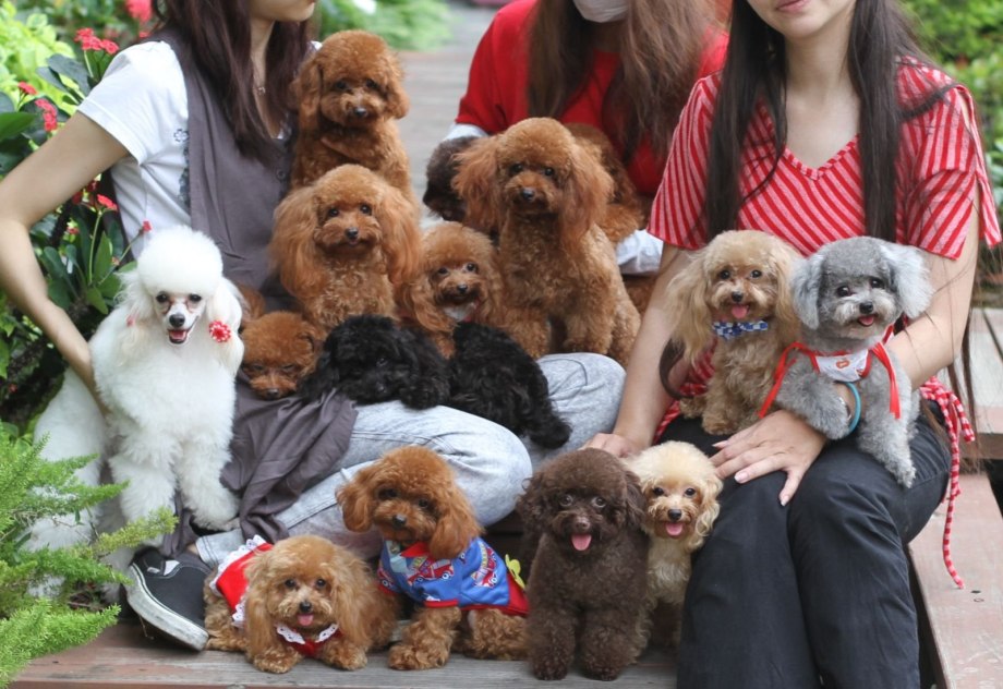 Toy Poodle несколько