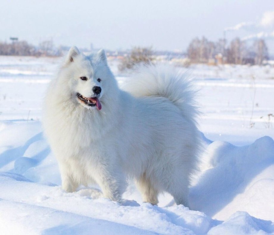 Самоед щенки коричневый
