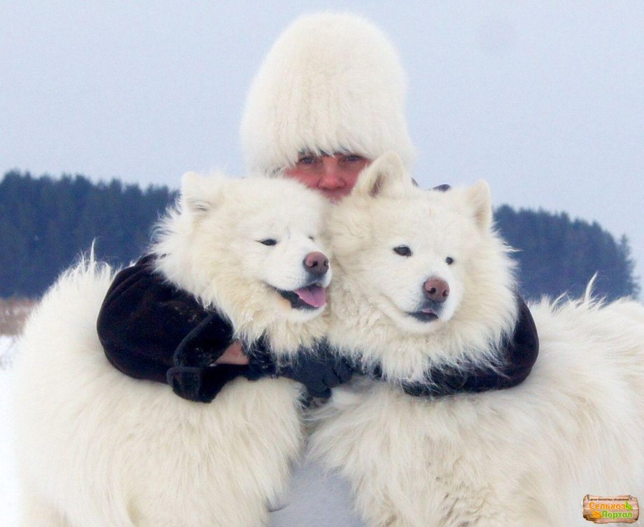 Кремовый самоед