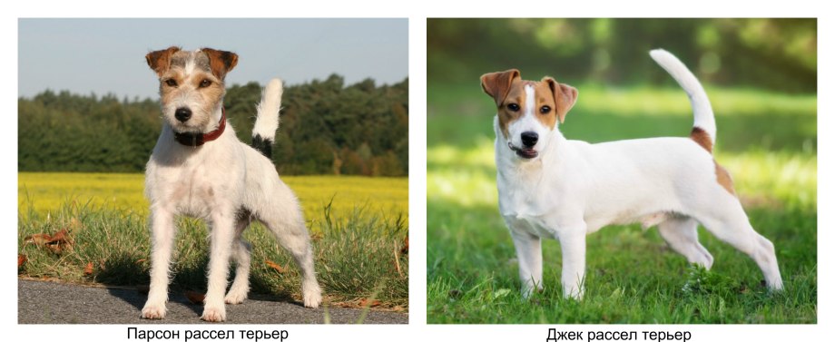 Джек Рассел терьер
