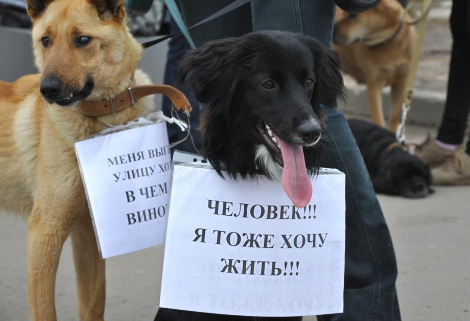 Бездомные животные